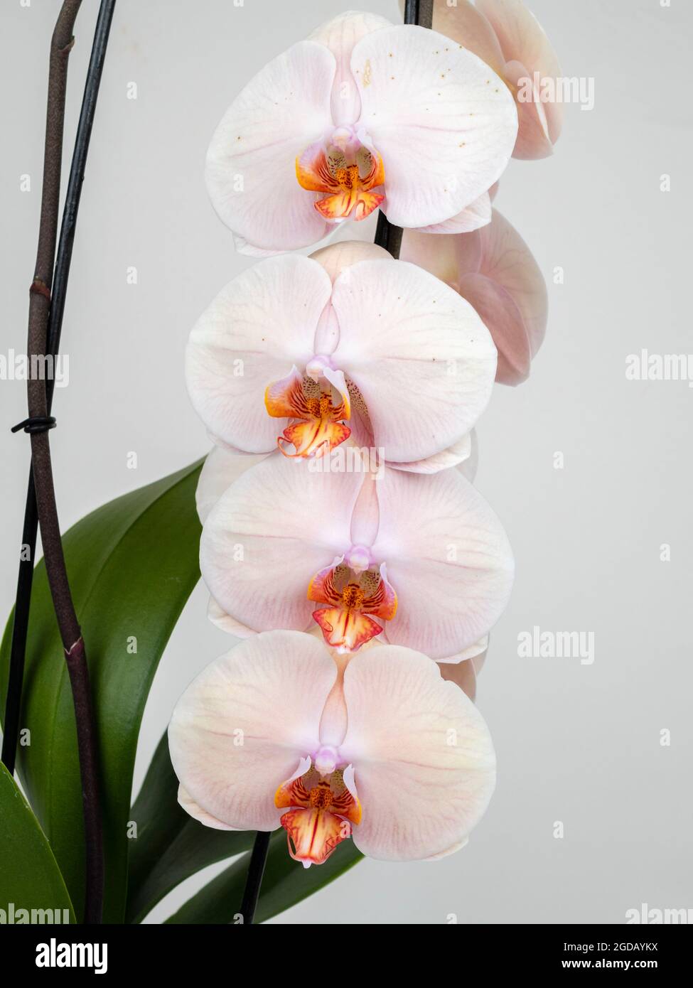 Große, blasse Blüten der zarten Mottenorchidee, Phalaenopsis Venus 'Cascade' Stockfoto
