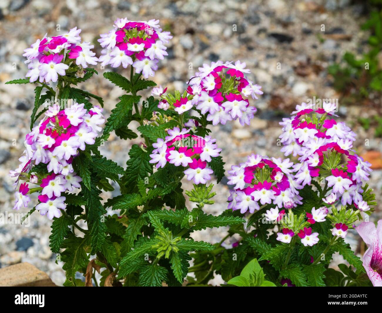 Auffällige weiße, rote und violette Blüten der zarten, sommerblühenden Containerpflanze Verbena 'Sparkle Purple Blues' Stockfoto