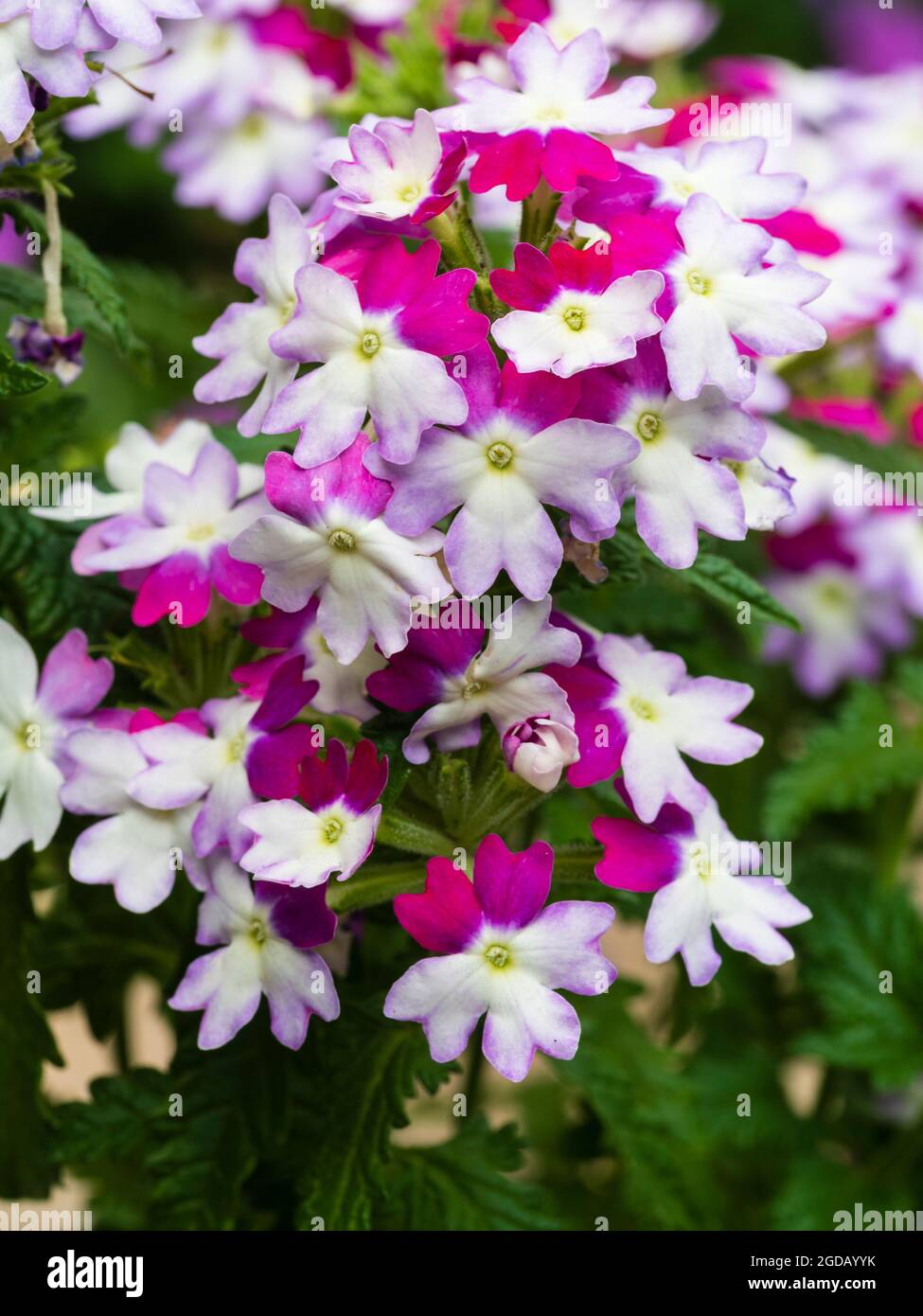 Auffällige weiße, rote und violette Blüten der zarten, sommerblühenden Containerpflanze Verbena 'Sparkle Purple Blues' Stockfoto