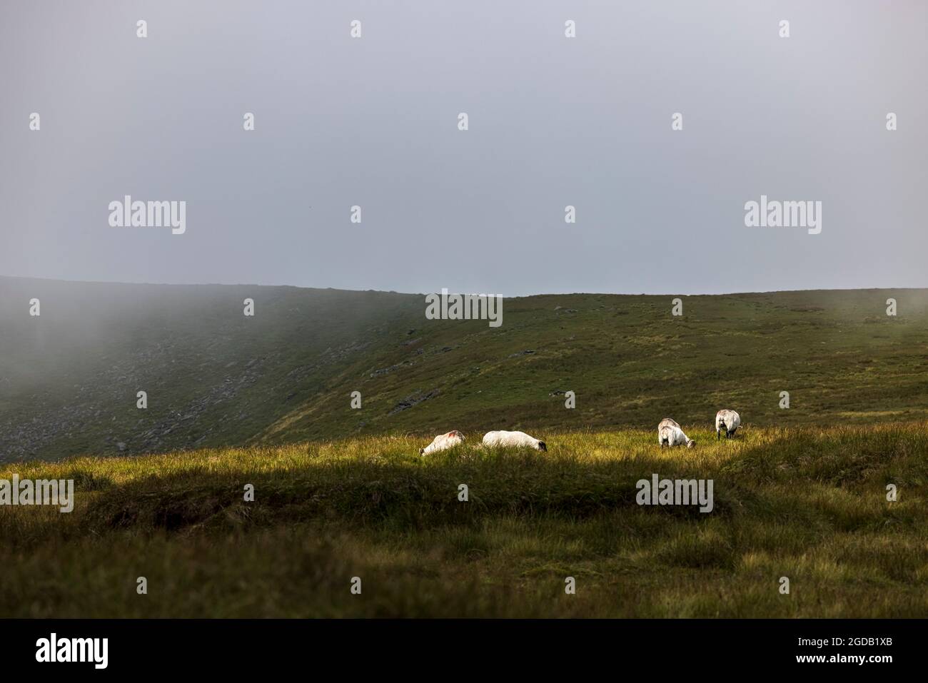 Schafe weiden in einem Fleck Sonnenlicht durch den Nebel auf dem Gipfel des Lugnaquilla Bergs, dem höchsten in Leinster, County Wicklow, Irland Stockfoto