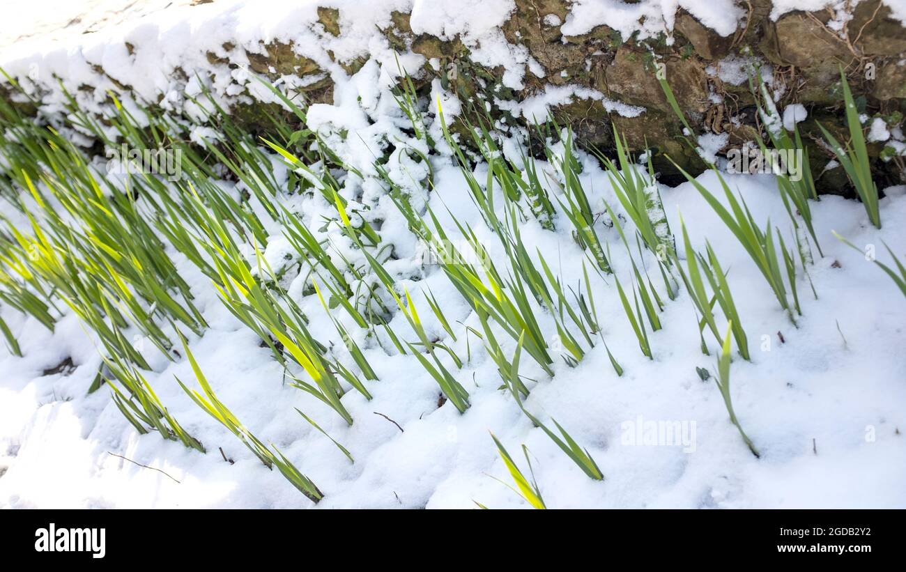 Pflanzen, die aus dem Schnee entstehen Stockfoto