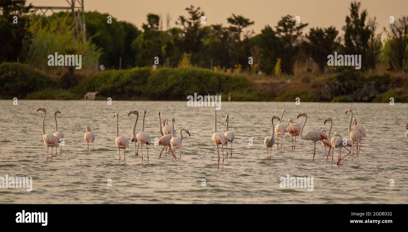 Herde von Flamingos in ihrem natürlichen Ökosystem, Phoenicopterus Stockfoto