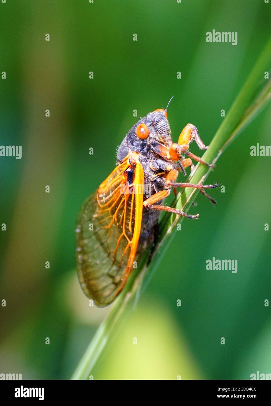 Nahaufnahme einer Zikade mit roten Flügeln am Rand eines Grases Stockfoto