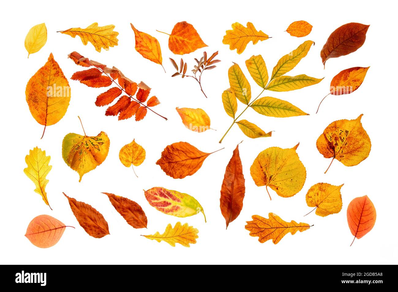 Set von natürlichen Herbstblättern isoliert auf weißem Hintergrund. Draufsicht. Stockfoto