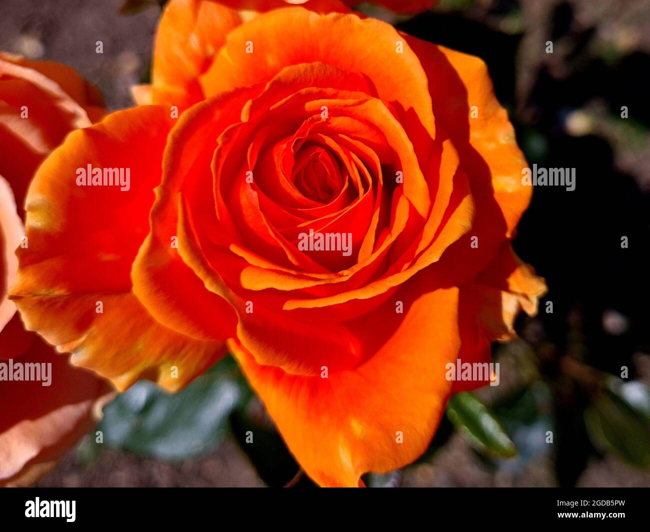 Nahaufnahme einer vollständig blühenden Orangenrose in einem Garten unter einem verschwommenen Hintergrund Stockfoto