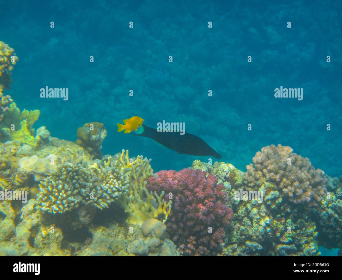 Unterwasserfotografie der Riffe des Roten Meeres im Süd-Sinai Stockfoto