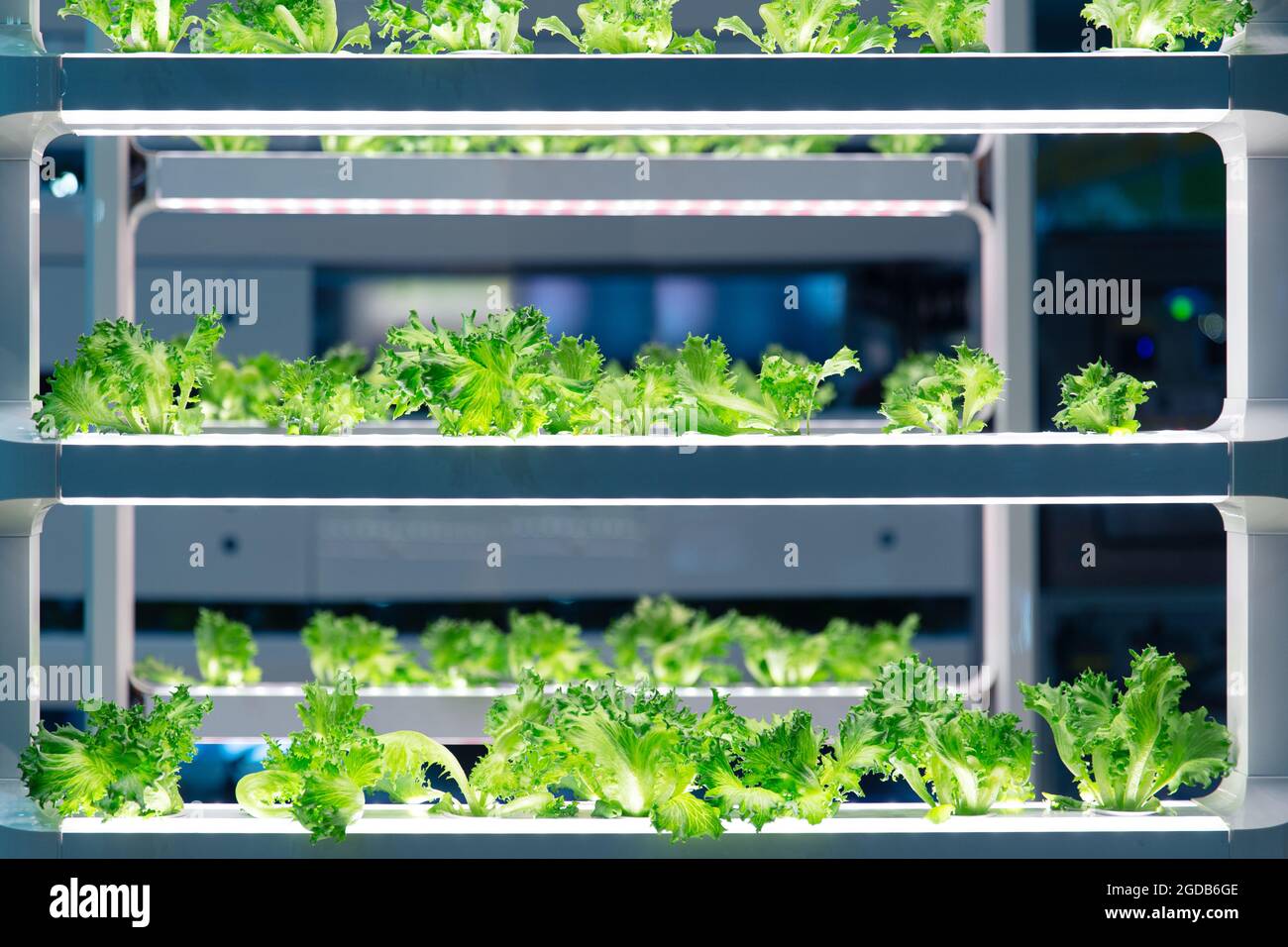 Salat wächst im Labor mit fortschrittlischer aquaponischer oder hydroponischer Landwirtschaftstechnologie. Pflanzenbiologische Forschung für Gentechnik im Labortest. Stockfoto