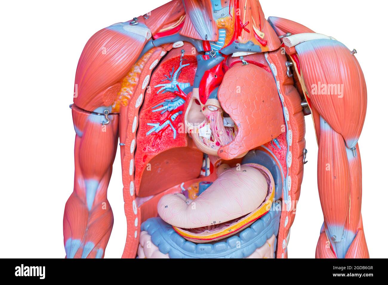 Oberkörper, menschliche männliche Brust innere Organe Lunge Herz und Magen Teil Modellfigur für die medizinische Ausbildung. Stockfoto