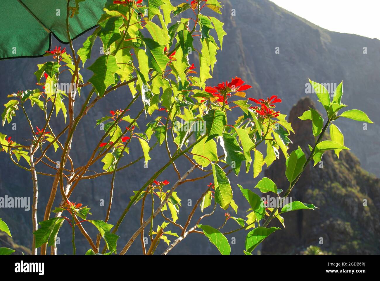 Poinsettia (Flor de Pascua) Baum mit Bergen dahinter, Masca, Teno, Teneriffa, Kanarische Inseln, Spanien Stockfoto