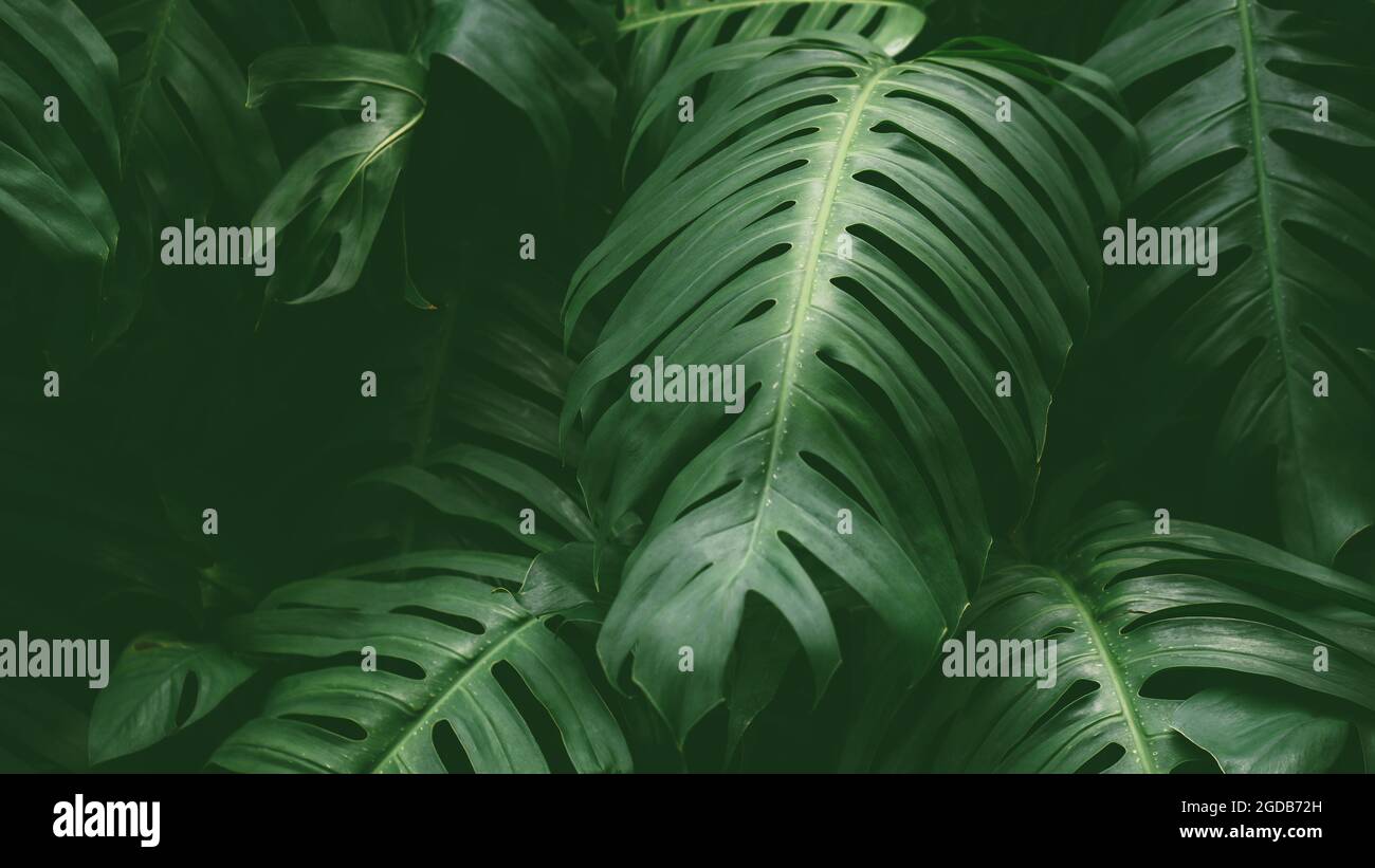 Tropische Regenwald-Pflanze Blätter in tiefen Dschungel als Hintergrund, die Schweizer Käsepflanze oder Monstera deliciosa. Stockfoto