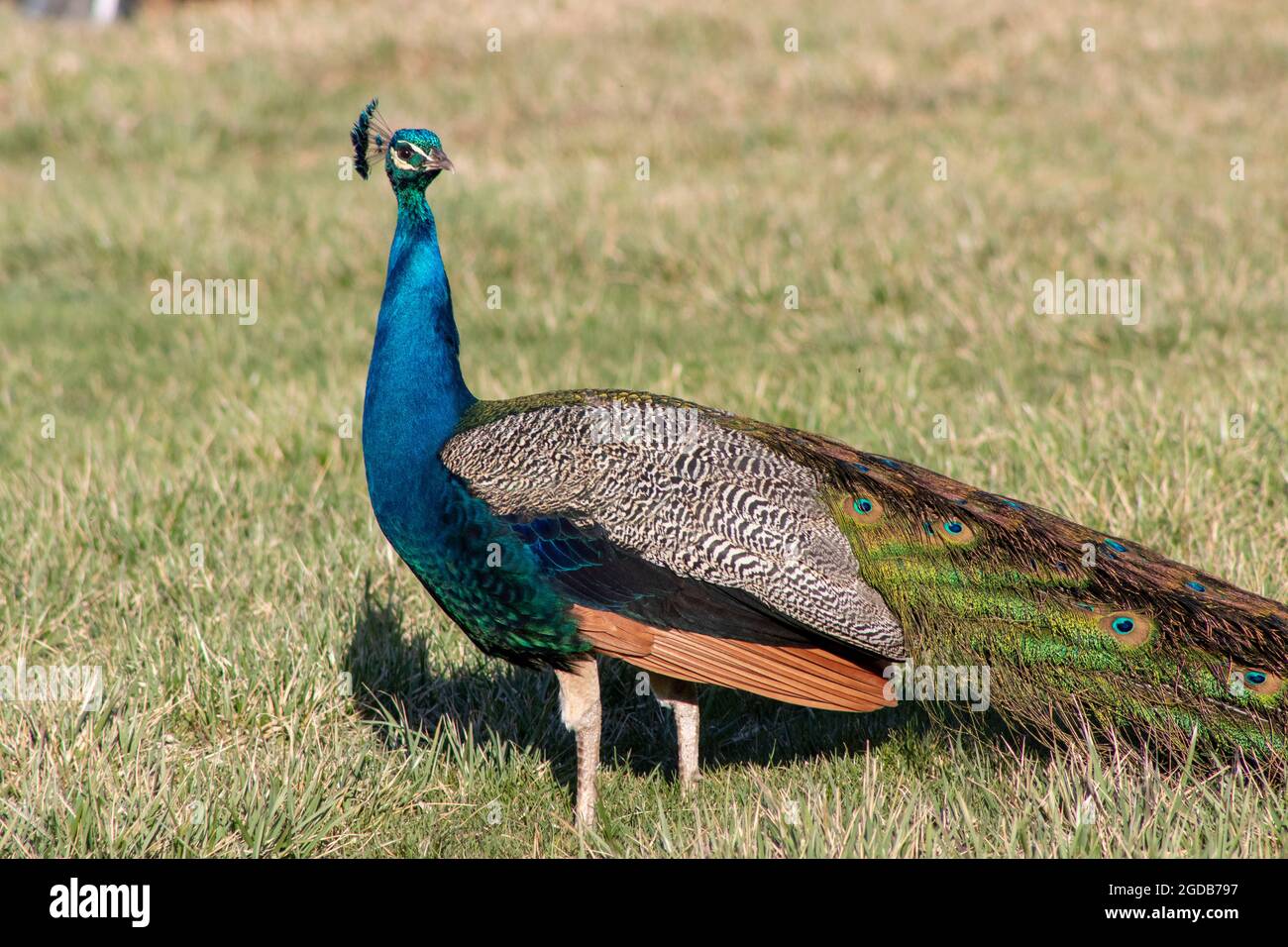 Hübsch wie ein Pfau auf einem kleinen ländlichen Bauernhof in Pennsylvania Stockfoto