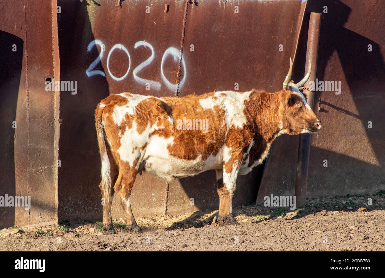 Bulle mit Hörnern auf dem Bauernhof vor dem bemalten Schild von 2020 Stockfoto