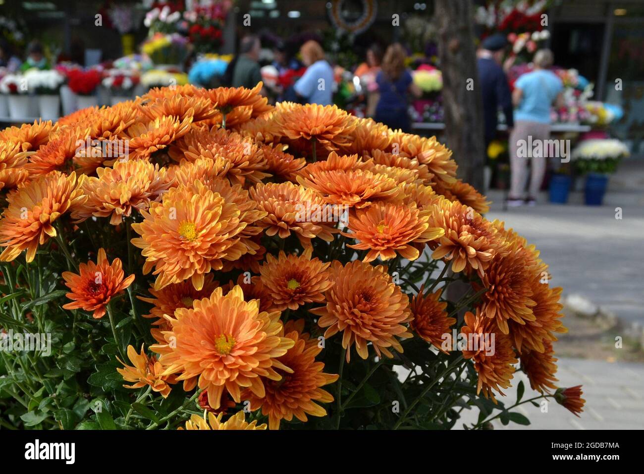 Orange Chrysantheme Blumen und Floristen Hintergrund Stockfoto