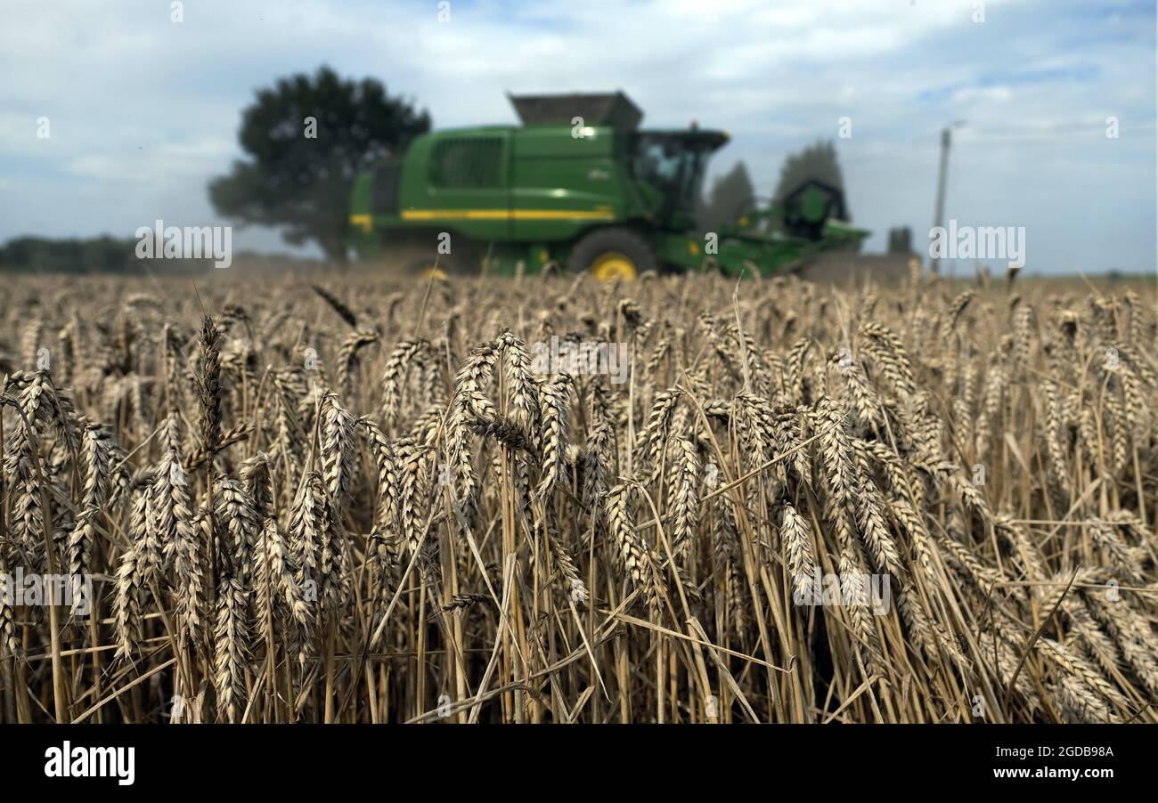 Abbildung Bild zeigt , ein Landwirt Ernte Weizen in Lincent, Donnerstag 12 August 2021. BELGA FOTO ERIC LALMAND Stockfoto