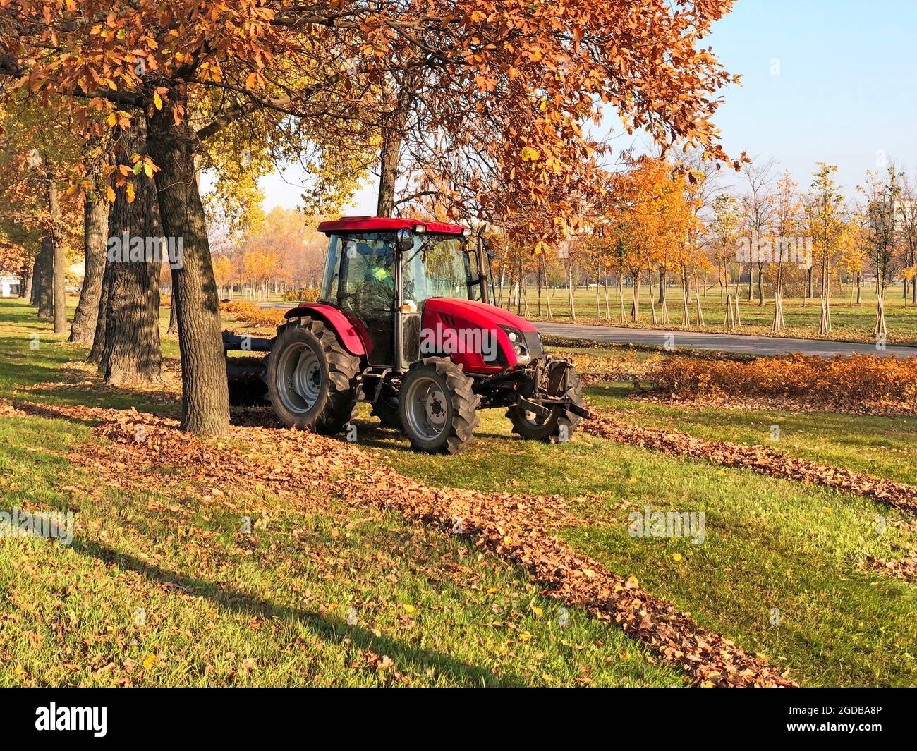 Roter Traktor im ländlichen Raum während der Reinigung der Blätter im Herbstpark Stockfoto