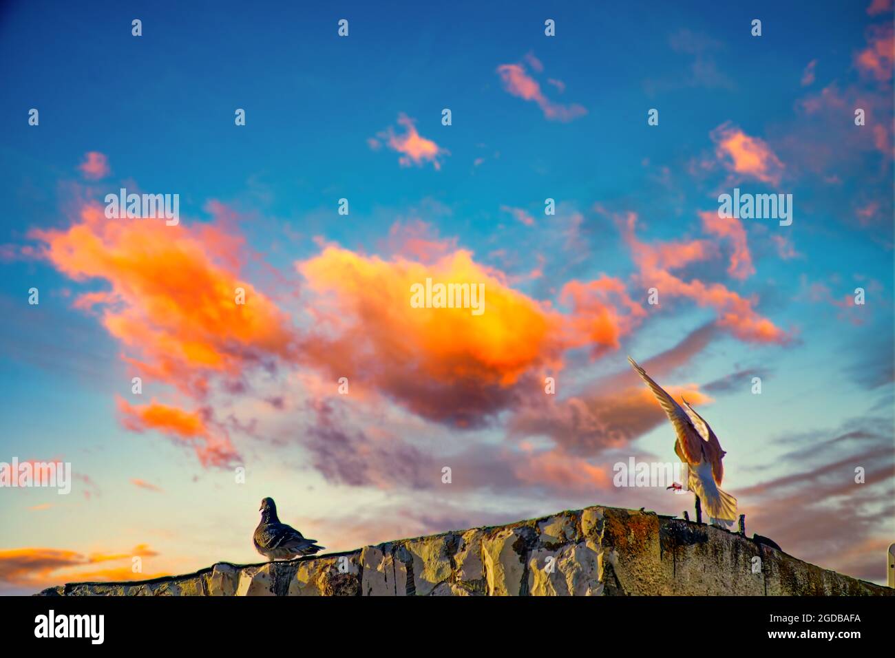 Vogel, Taube soziale Gemeinschaft mit buntem Hintergrund Stockfoto