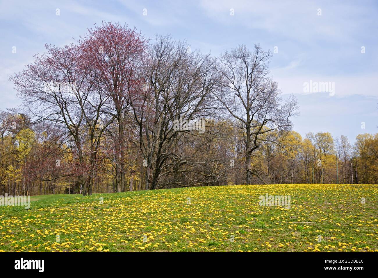 Die Landschaft im Frühling mit dem Elendelion und grünem Rasen Stockfoto
