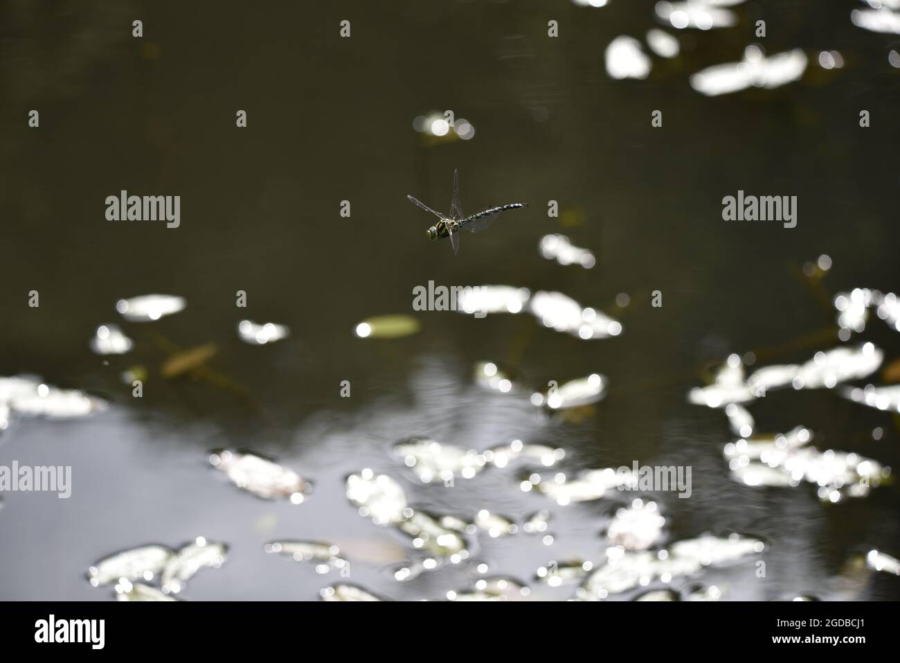 Natürliches, sonnenbeleuchtetes Bild einer männlichen Southern Hawker-Fliege (Aeshna cyanea) im linken Profil, die im August über einen grünen Teich in Wales in Richtung Kamera fliegt Stockfoto