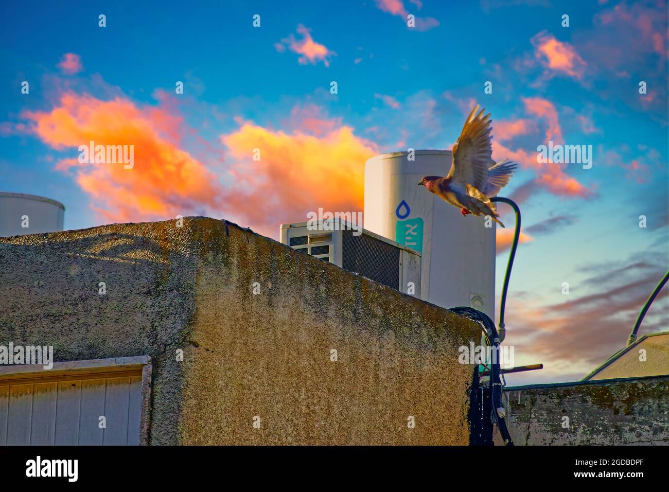 Schwarzer Drachen mit Himmel Hintergrund Stockfoto