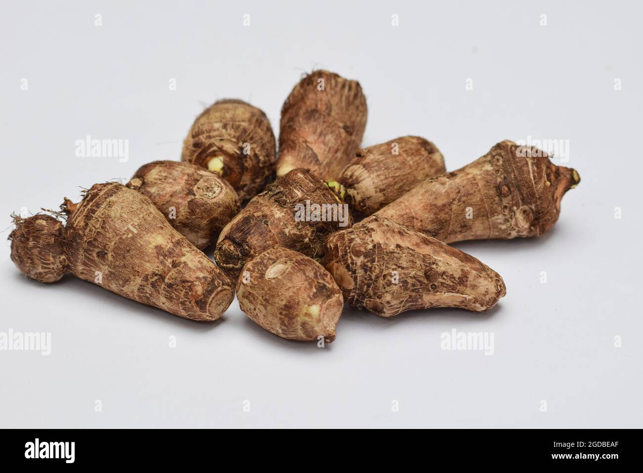 Tarowurzel auf weiem Hintergrund. Colocasia Elefantenohr Pflanze Wurzel  Rhizom Gemse auch als Arbi oder Arvi bekannt. Sdasiatisches,  mittelostasiatisches Vegetabl Stockfotografie - Alamy