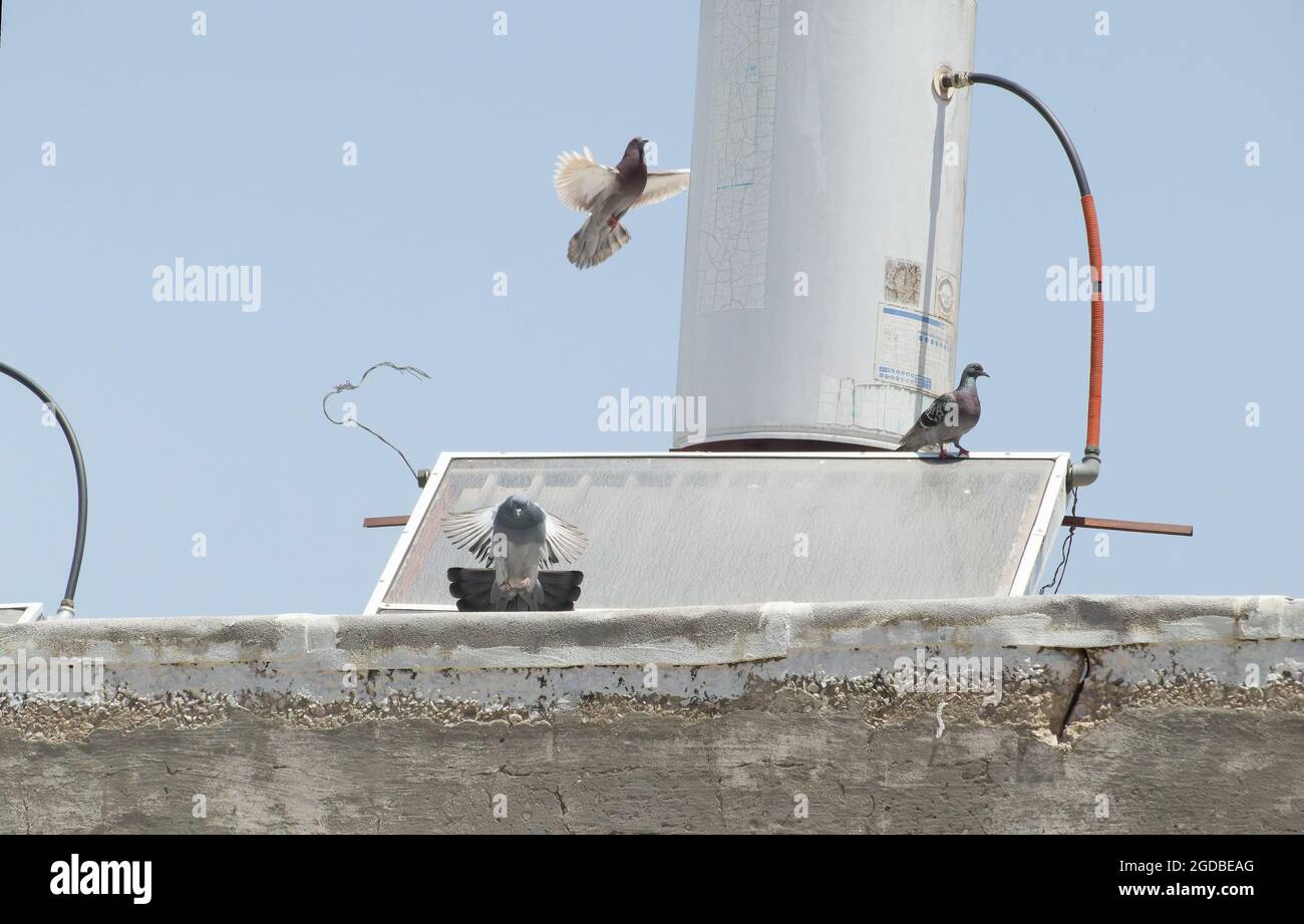 Weiße Taube fliegt in den blauen Himmel Stockfoto