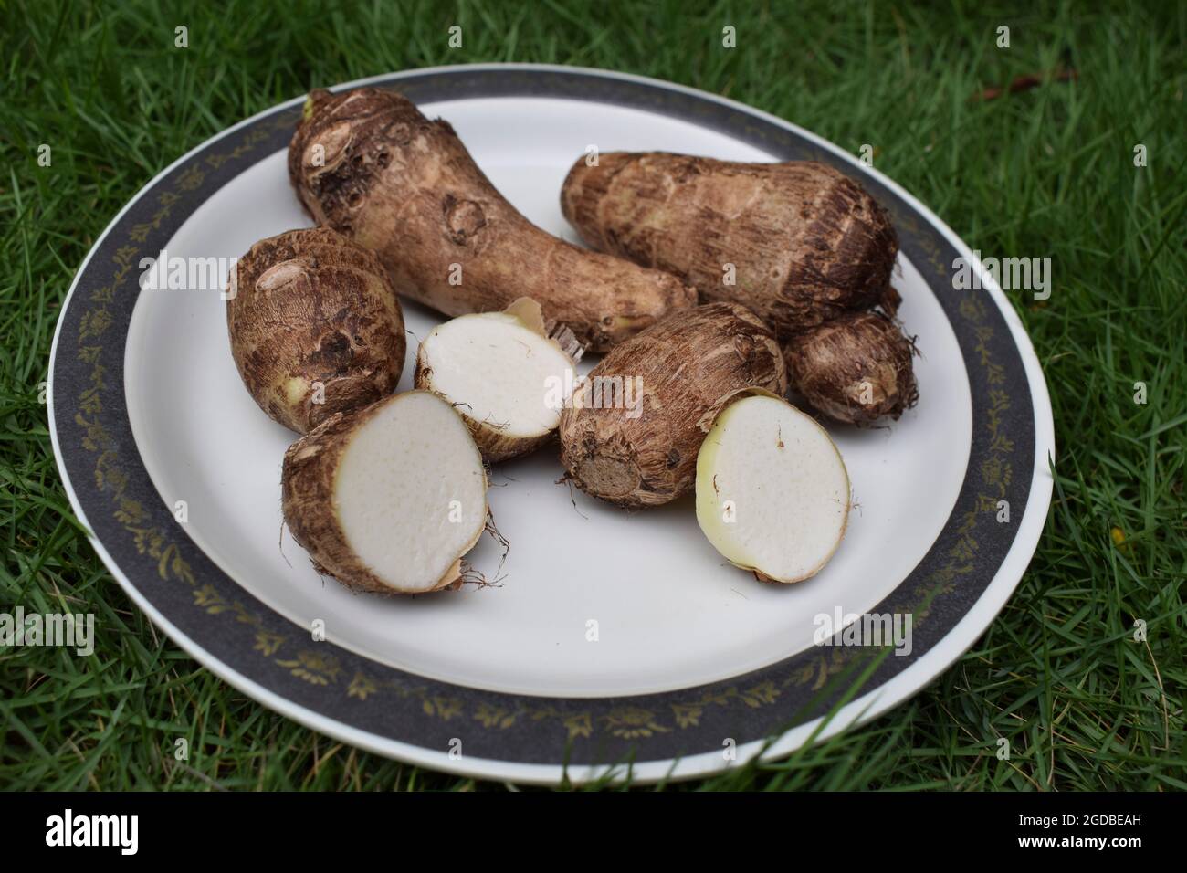 Tarowurzel auf weiem Hintergrund. Colocasia Elefantenohr Pflanze Wurzel  Rhizom Gemse auch als Arbi oder Arvi bekannt Stockfotografie - Alamy