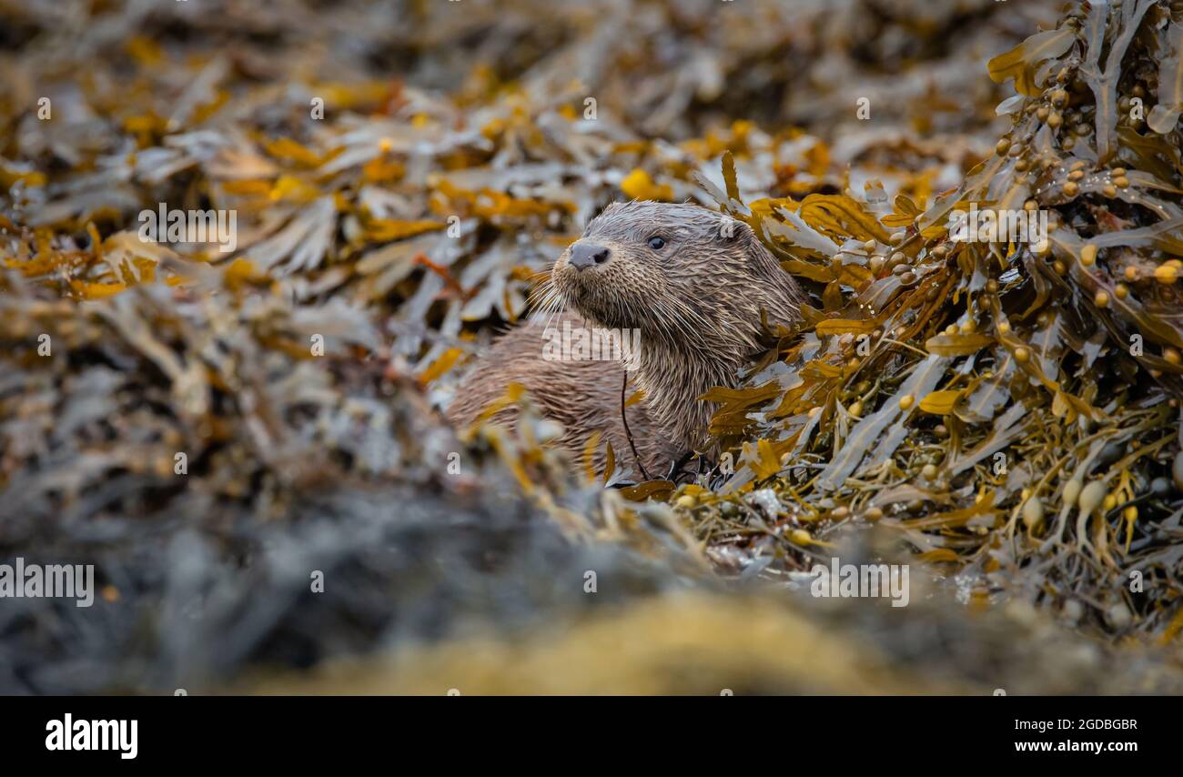 Wilde Otter, die bei Ebbe durch die Algen auf der Isle of Mull, Schottland, sucht Stockfoto
