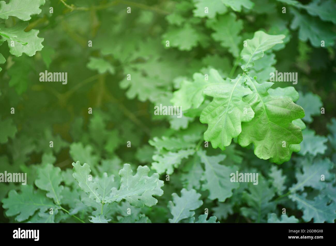 Grüne Eichenblätter aus der Nähe mit Sonnenlicht. Hochwertige Fotos Stockfoto