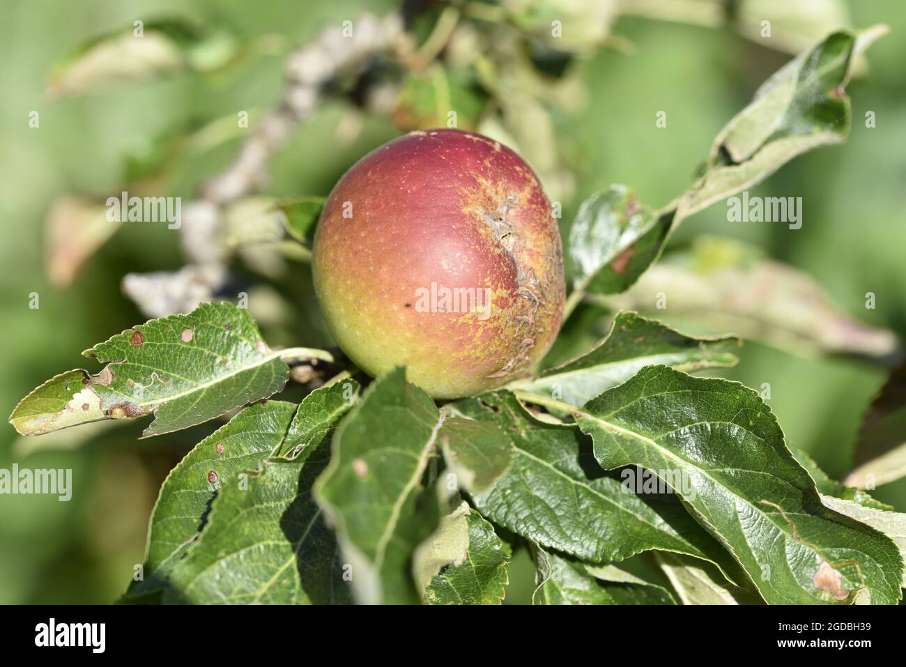 Sonnenbeschienenen Nahaufnahme eines scabby Cox's Orange Pippin Apple (Malus domestica), der im August in einem sonnigen Garten in Staffordshire, Großbritannien, reift. Stockfoto