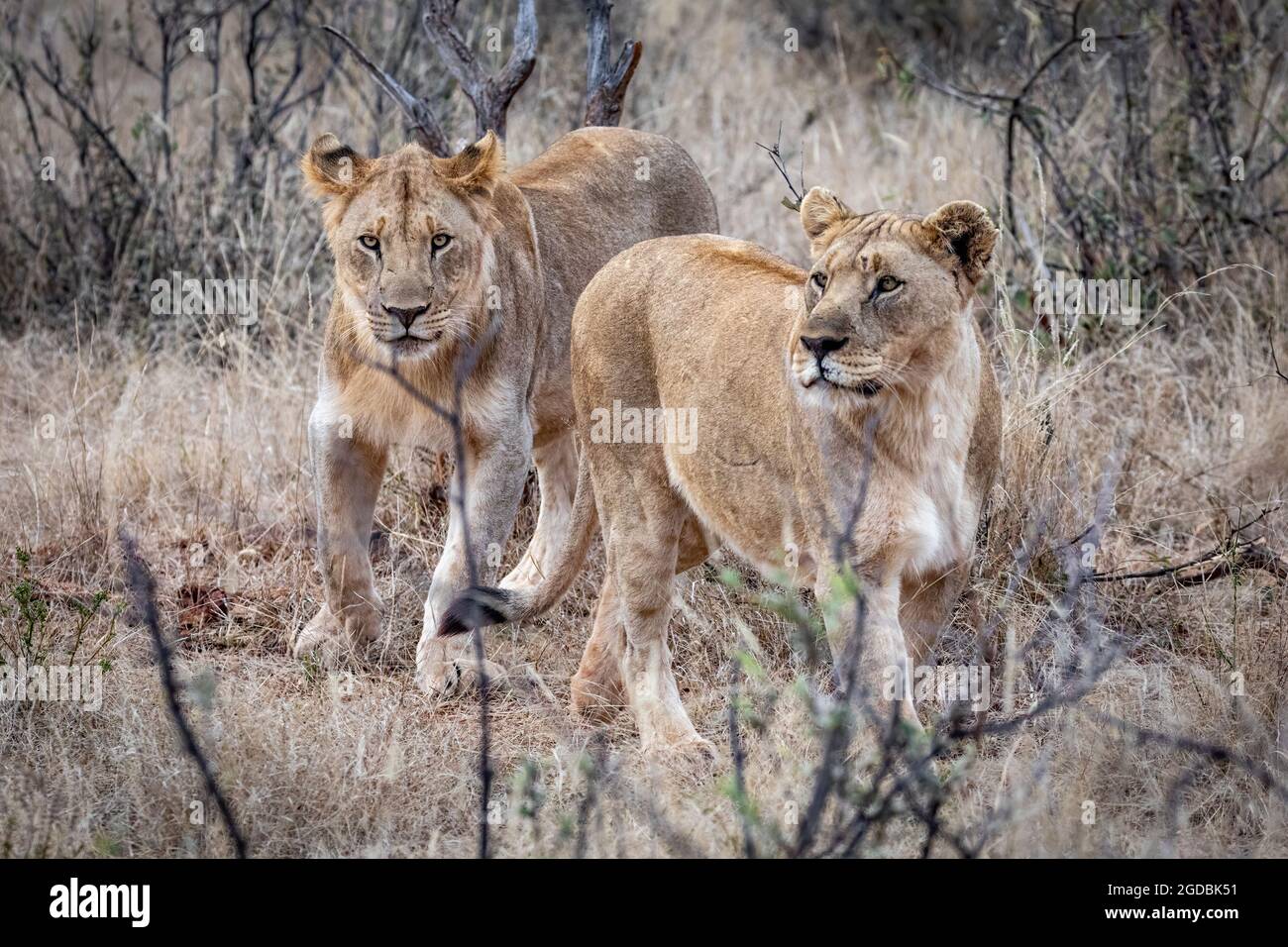 Zwei weibliche Löwen auf dem Prowl im Madekwi Reserve Stockfoto