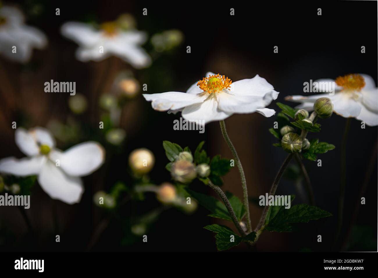 Anemone x hybrida ‘Honorine Jobert’ Japanische Anemone Honorine Jobert – gekräuselte untertasse-förmige weiße Blüten mit grüner Mitte und gelben Staubgefäßen Stockfoto