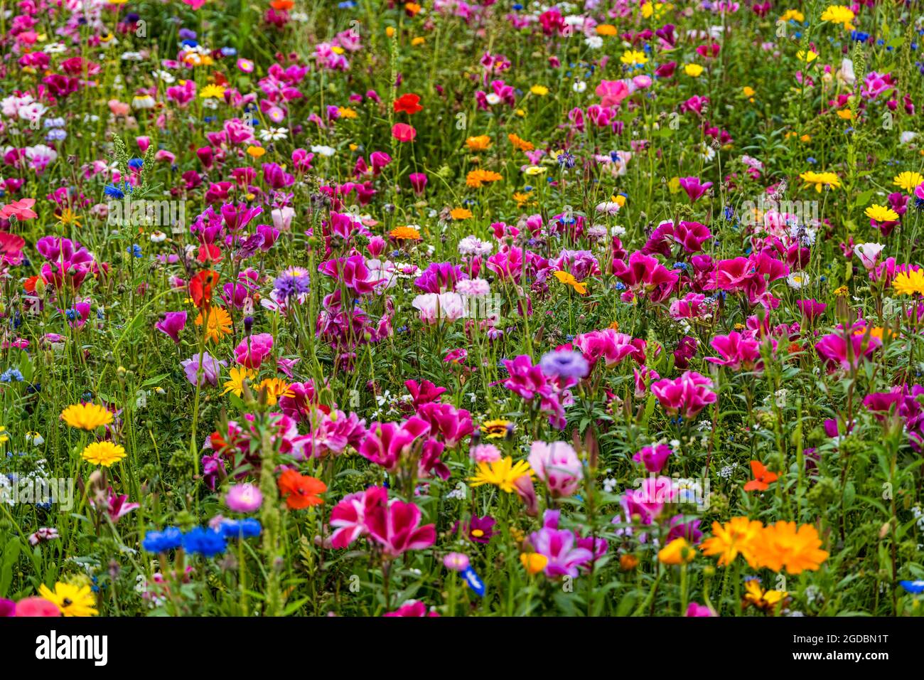 Bunte Wildblumen auf einer Wildblumenwiese, East Lothian, Schottland, Großbritannien Stockfoto