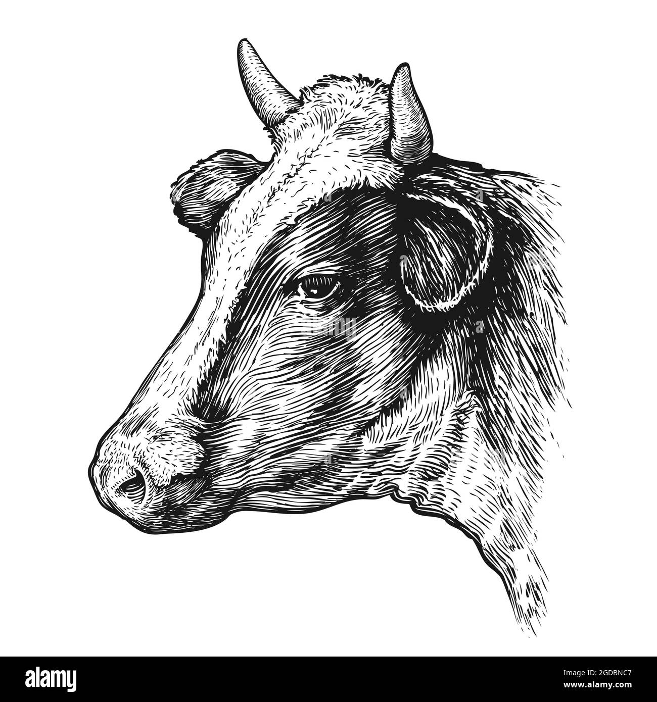 Die Zeichnung des isolierten Kuhkopfes mit den Hörnern auf dem Weißen. Vektor-Vintage-Illustration Stock Vektor