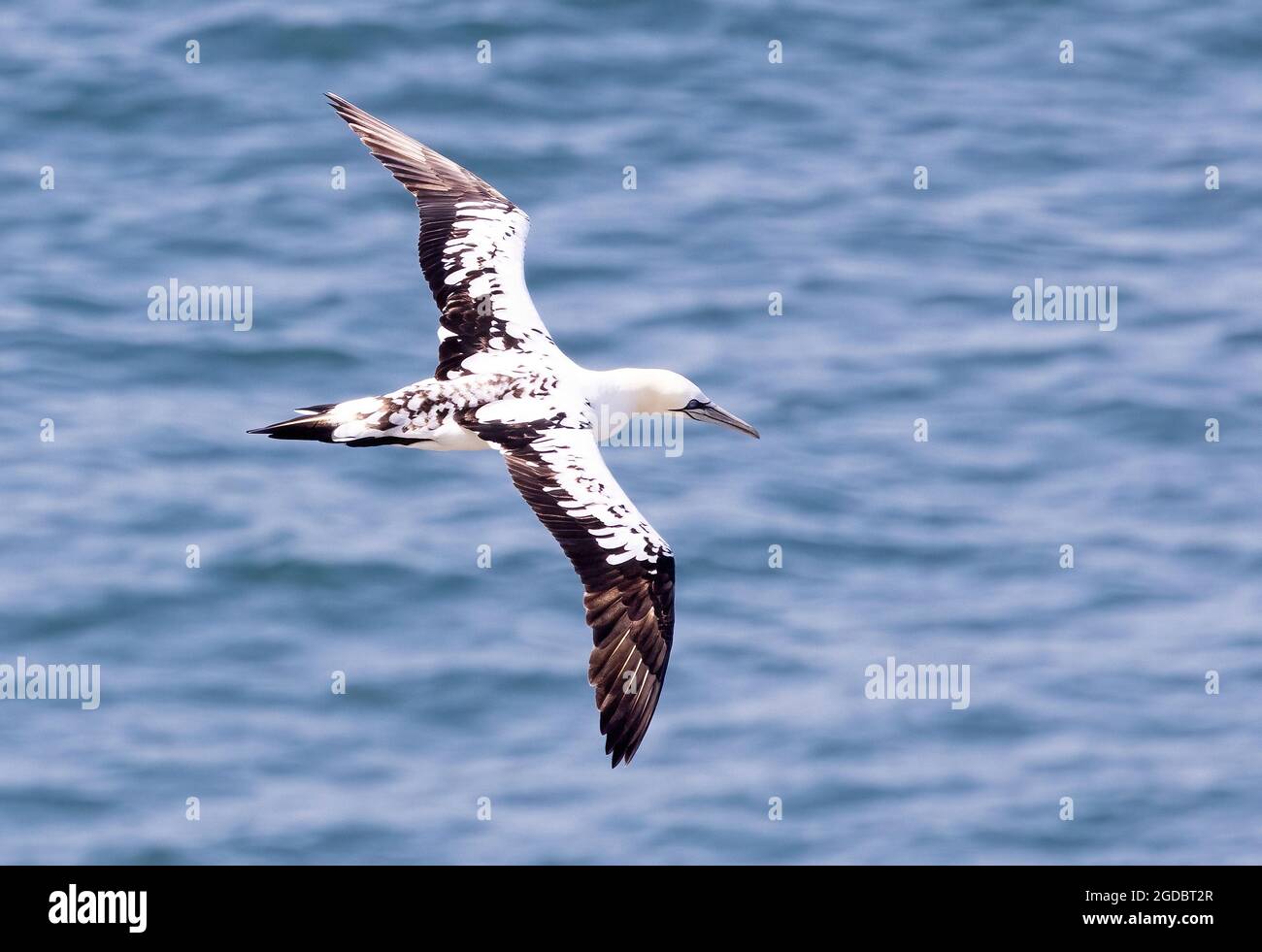Juvenile Nördliche Gannet ( Morus bassanus ) fliegen. Beachten Sie die typischen 'Klavierschlüssel'-Markierungen auf den Flügeln eines 3 Jahre alten Vogels. Die Reife beträgt 5 Jahre. Stockfoto