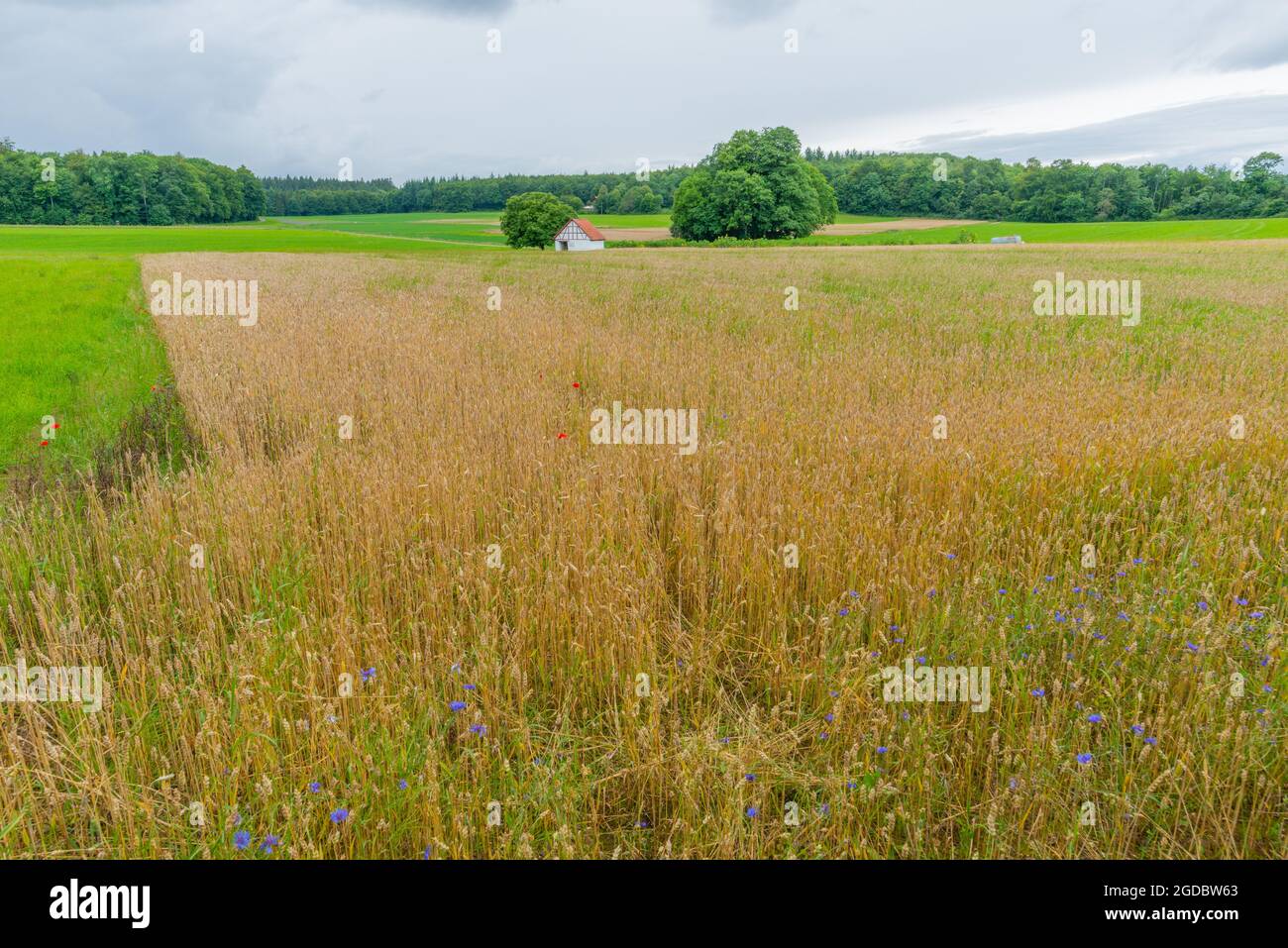 Entlang des Wanderweges Wasserfallsteig, Biosphärenreservat Schwäbische Alb, Baden-Württemberg, Süddeutschland, Europa Stockfoto