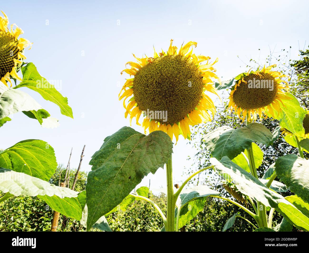Unreife Sonnenblumen im Hausgarten am sonnigen Sommertag Stockfoto