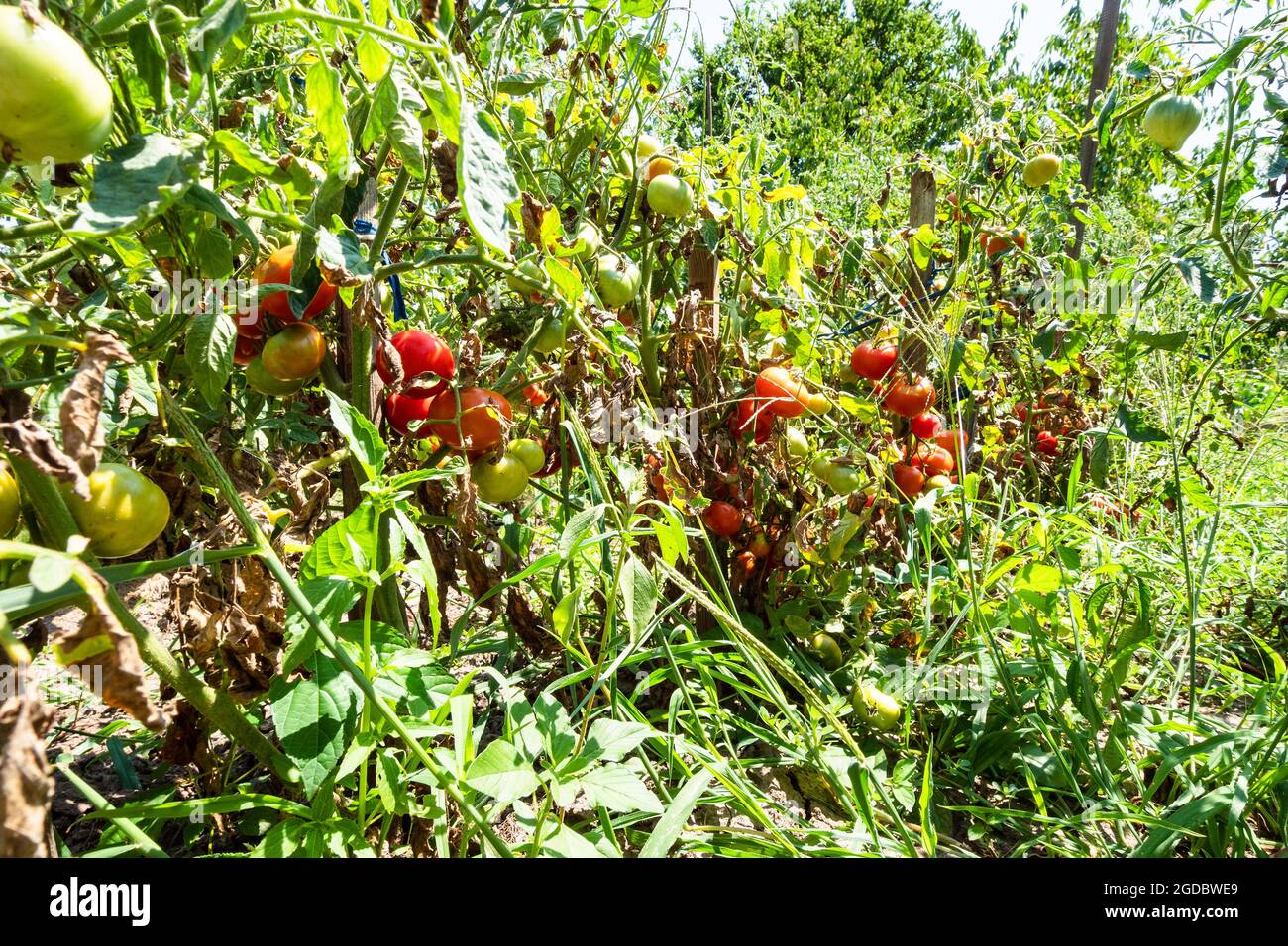 Sträucher mit reifen und unreifen Tomaten im bewachsenen Hausgarten im Dorf am sonnigen Sommertag Stockfoto