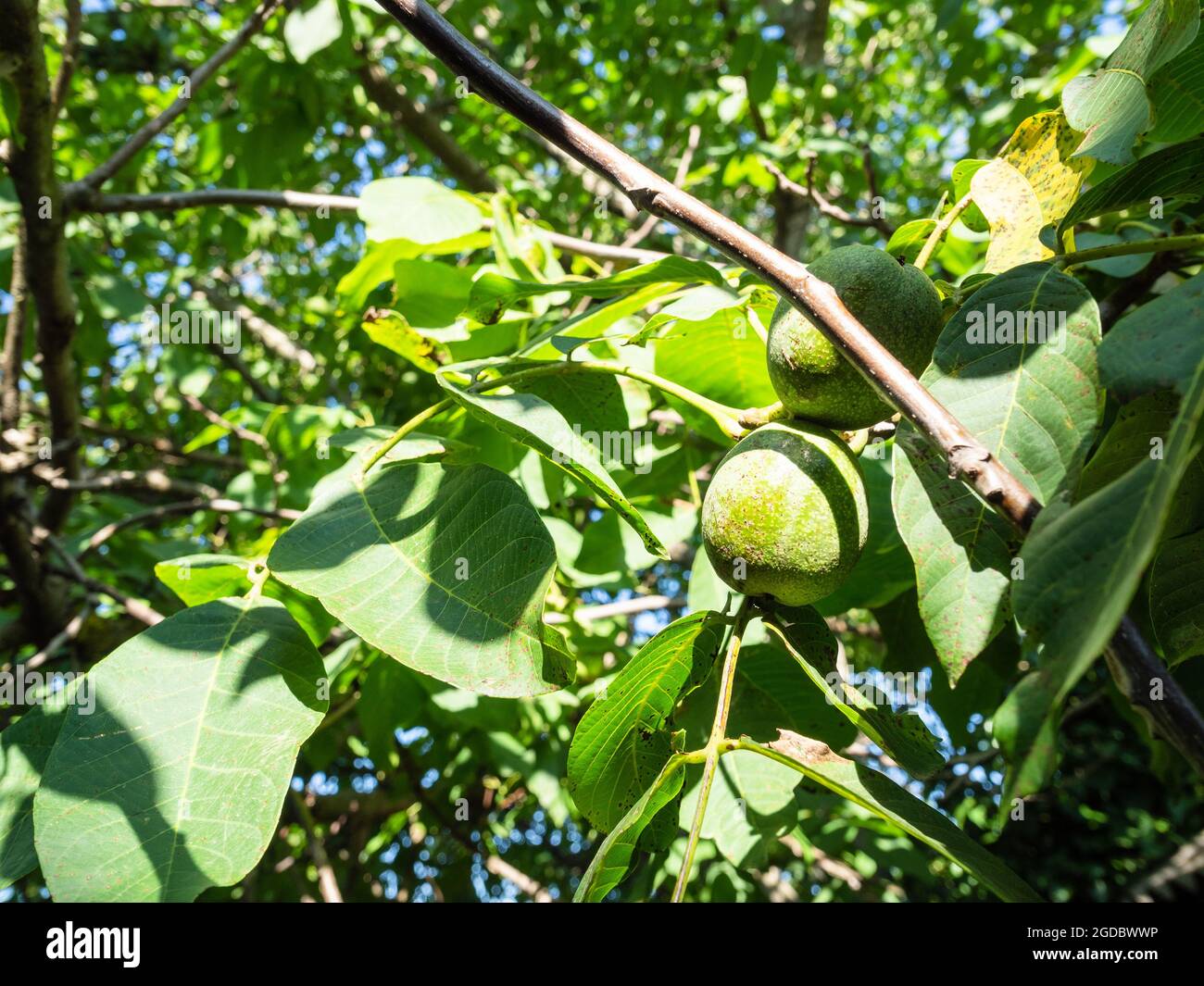 Grüne Walnussfrüchte zwischen den Blättern am sonnigen Sommertag Stockfoto