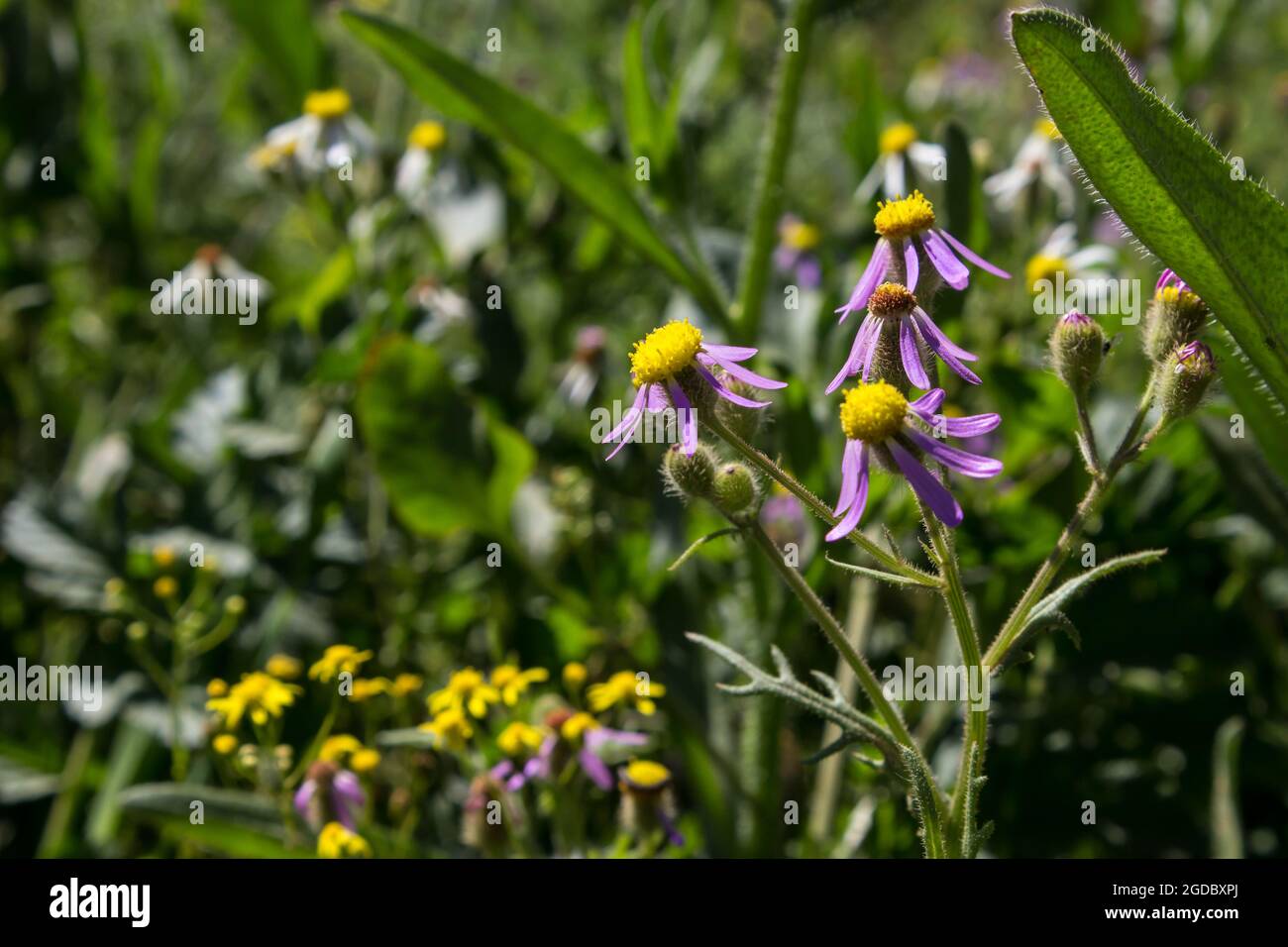 Eine kleine Gruppe von gewöhnlichen Felicia-Blüten, Felicia Australis, blüht auf einer Wiese in den Ausläufern der Cederberg Mountains, Südafrika. Stockfoto