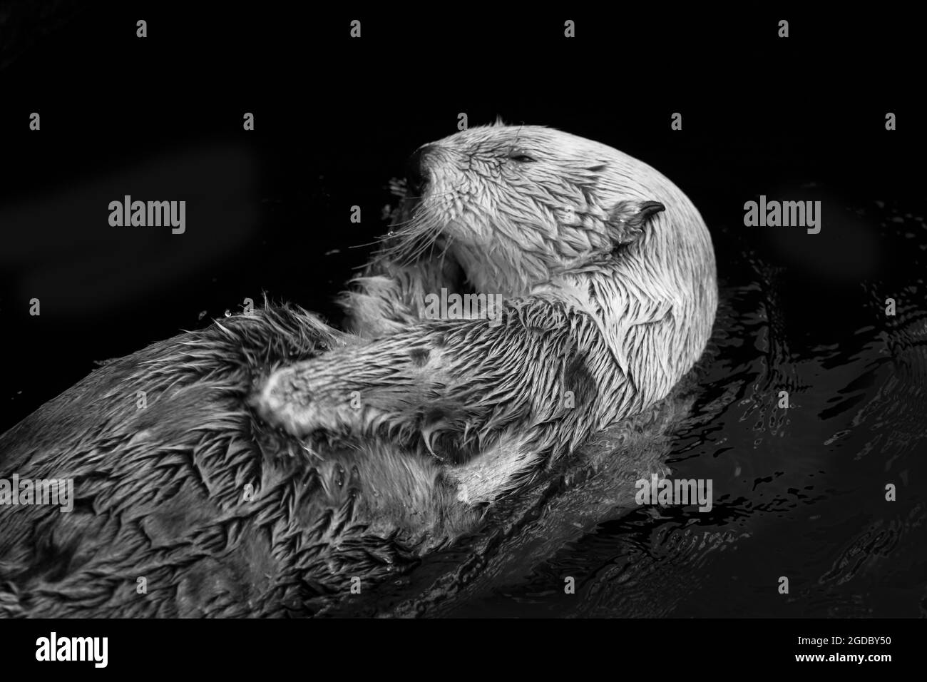 Seeotter posiert im Wasser Stockfoto