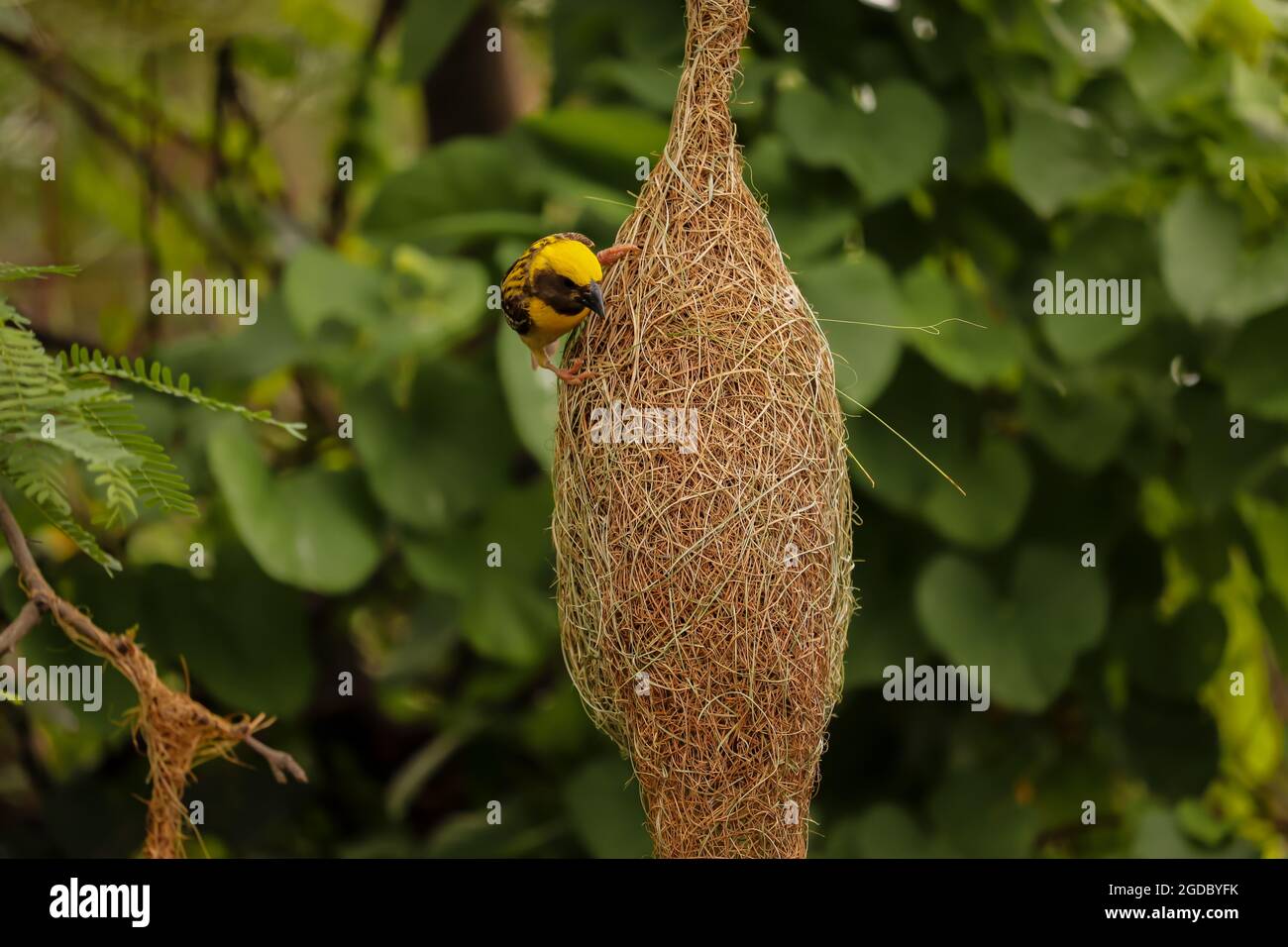 Weicher Fokus eines gelben Baya-Webervogels, der auf einem Anhängernest in einem Wald thront Stockfoto