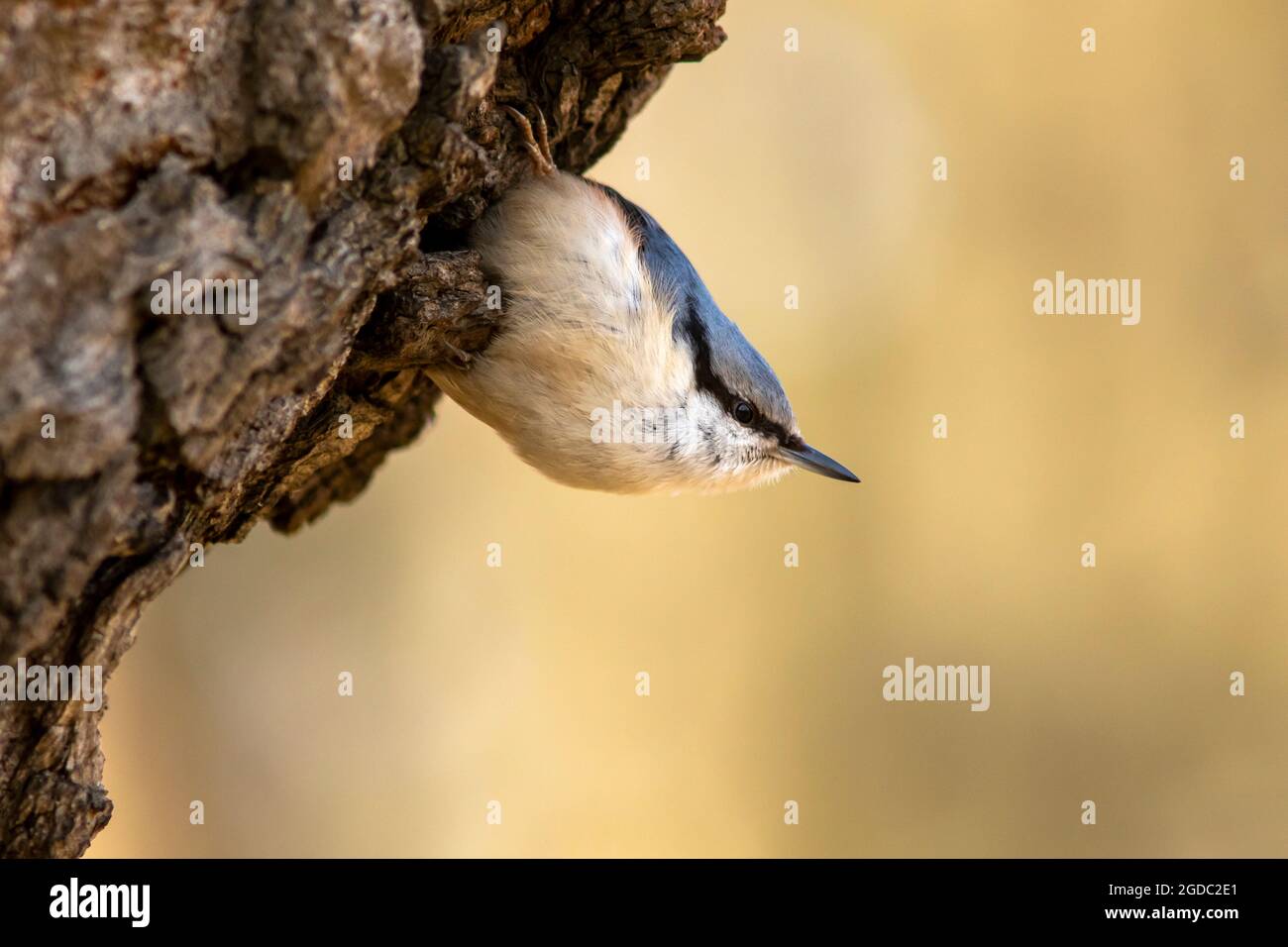 Schöner kleiner singvögel, Eurasischer Nuthatch (Sitta europaea), der auf einem Baumstamm in estnischer Natur klettert Stockfoto