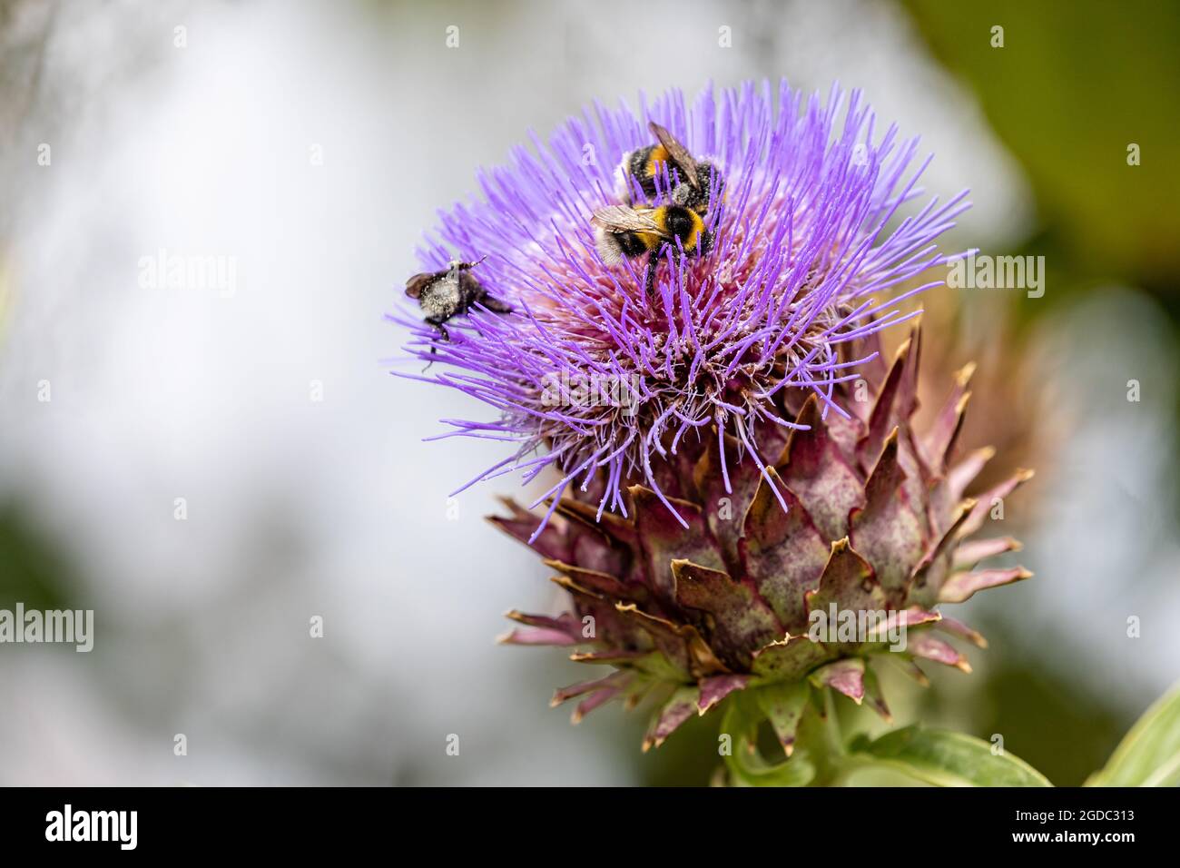 Nahaufnahme eines Blütenkopfes aus einer violetten Artischocke mit Distelblüten und Bienen, die Pollen sammeln Stockfoto