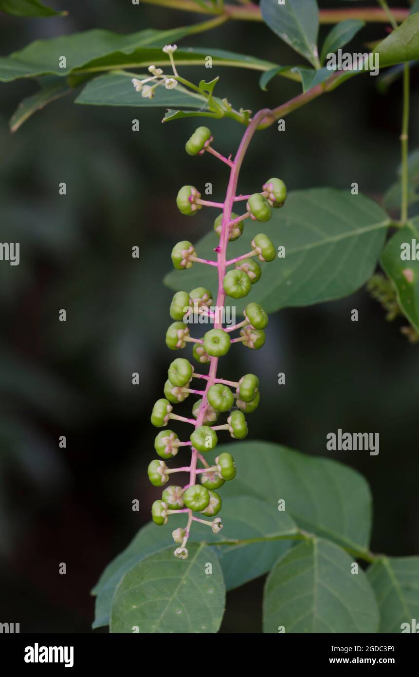 American Pokeweed, Phytolacca americana, Frucht Stockfoto