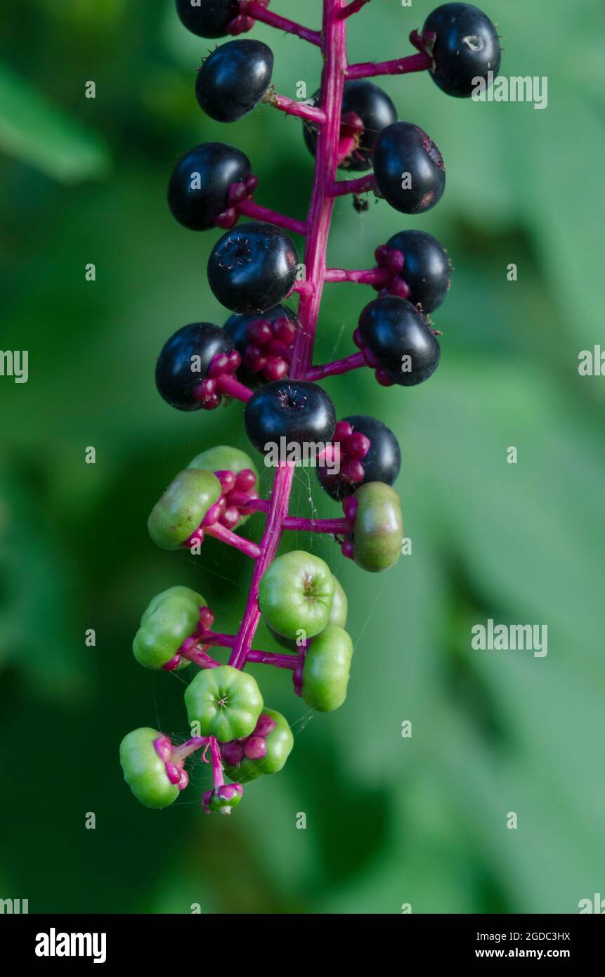 American Pokeweed, Phytolacca americana, Frucht Stockfoto