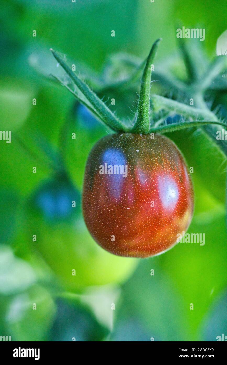 Eine sehr leckere schwarze Tomate namens Black russian Stockfoto