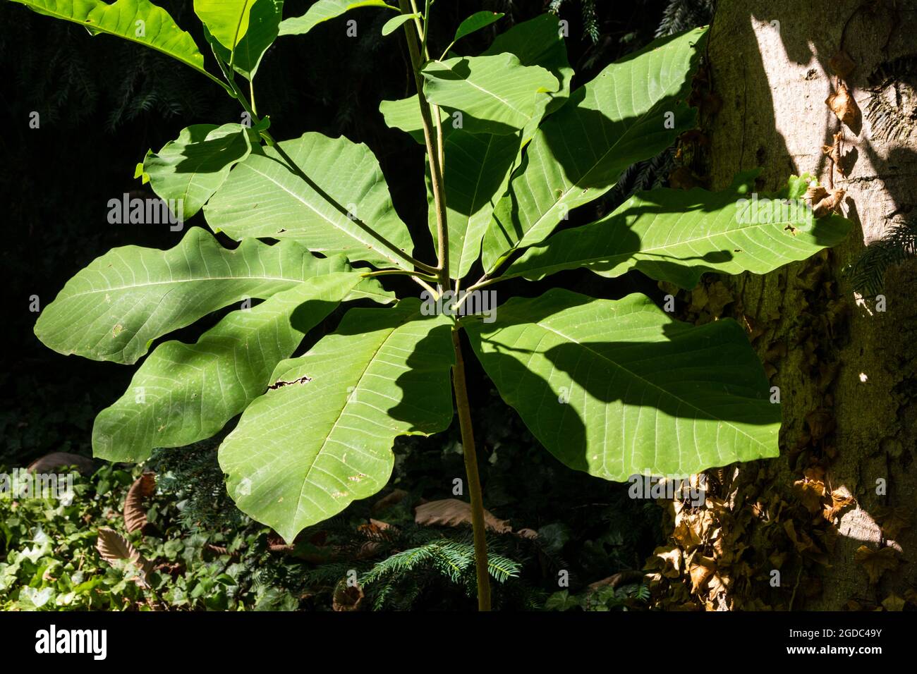 Japanischer Gurkenbaum Magnolia obovata Thunb in Sarvar arboretum, Sarvar, Ungarn Stockfoto