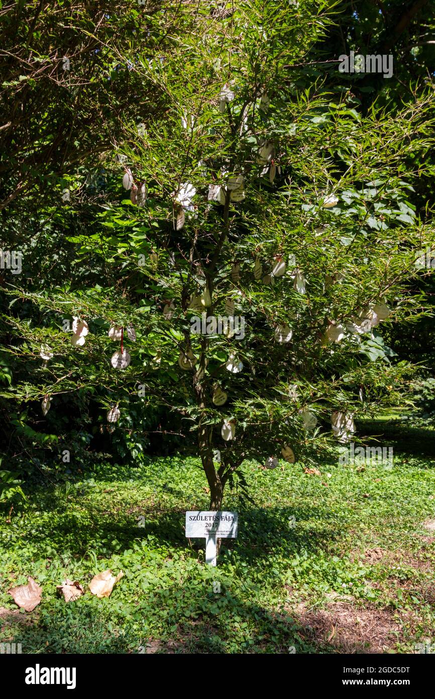 Stammbaum der Geburt 2017 in Sarvar arboretum, Sarvar, Ungarn Stockfoto