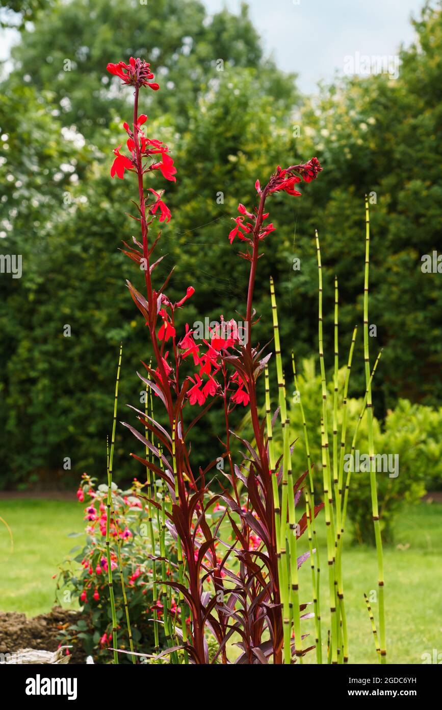 Blumenwiese und teich Stockfotos und bilder Kaufen Alamy