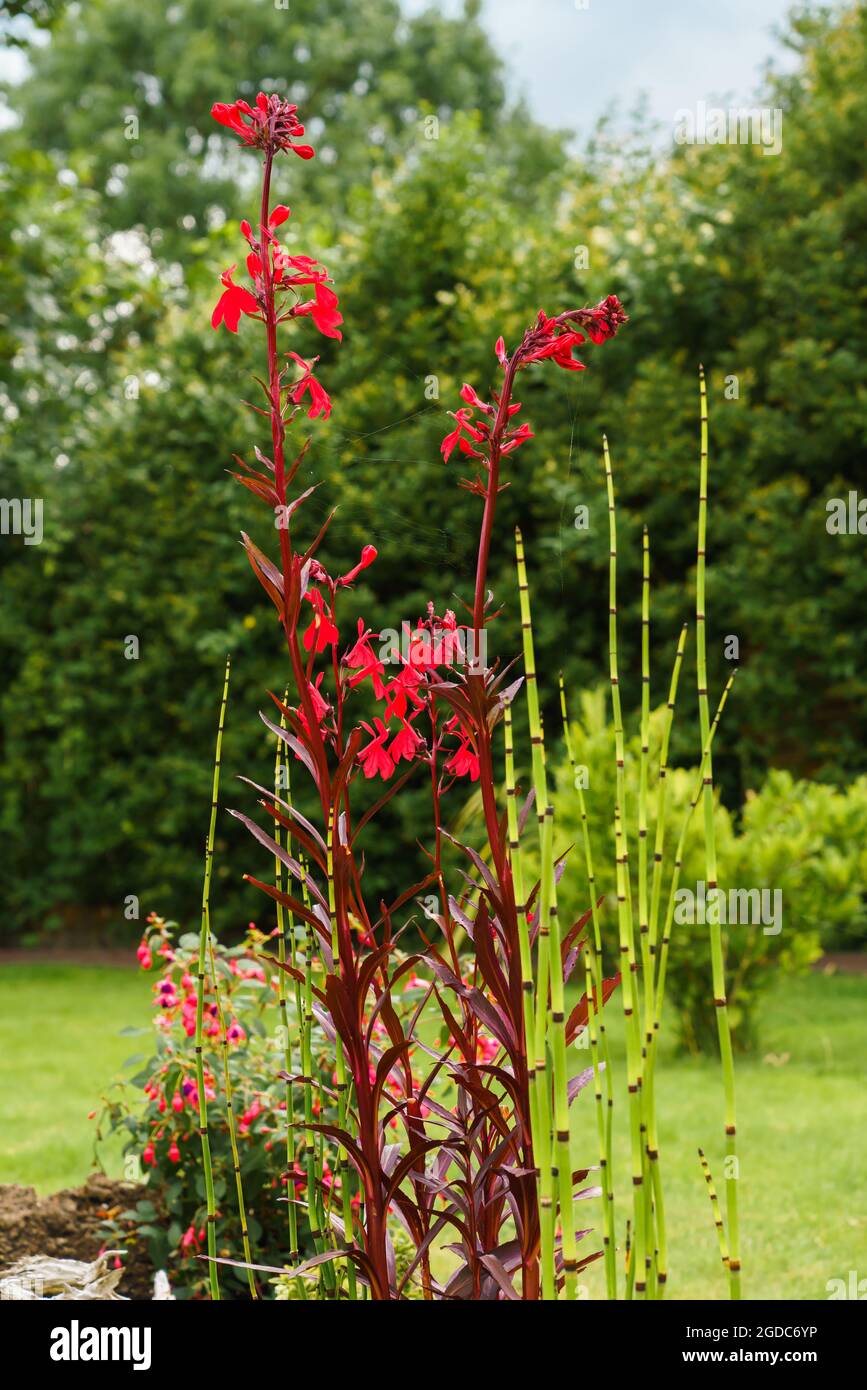 Nahaufnahme der schönen leuchtend roten, blühenden Lobelia Cardinalis Pflanze, einer mehrjährigen krautigen Teichpflanze Stockfoto